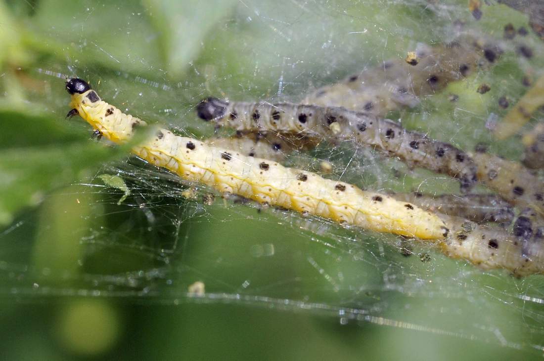 Yponomeuta evonymella bruco